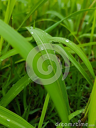 Transparent raindrops on green grass Stock Photo