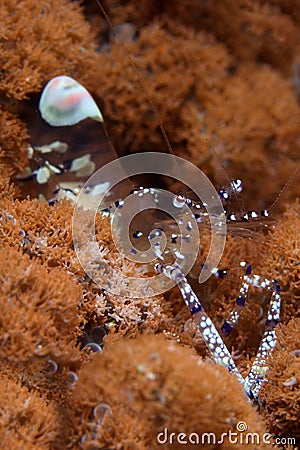 Transparent shrimp Stock Photo