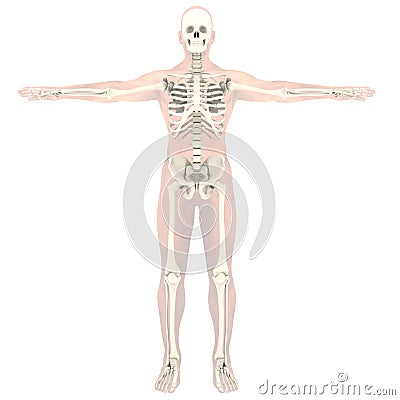 Transparent skeleton Stock Photo