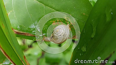 Transparent snail on a green leafl Stock Photo