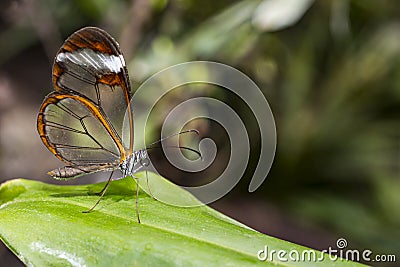 Transparent wing butterfly - Greta oto Stock Photo
