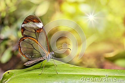 Transparent wing butterfly - Greta oto Stock Photo