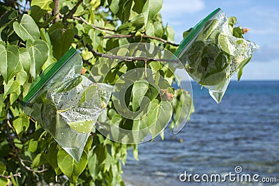 Transpiration bags on leafy branches Stock Photo