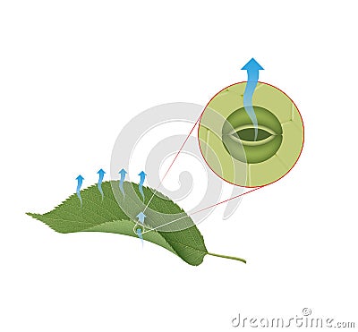 Transpiration of leaf stomata illustration Stock Photo