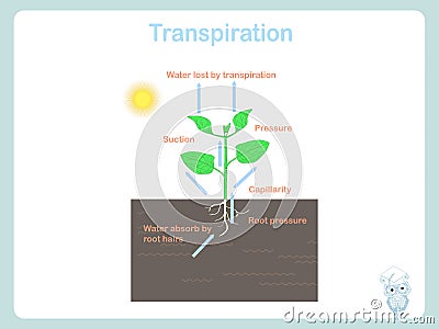 Transpiration of plant. Colorful illustration on white stock vector Vector Illustration