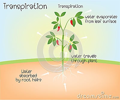 Transpiration in plant Vector Illustration