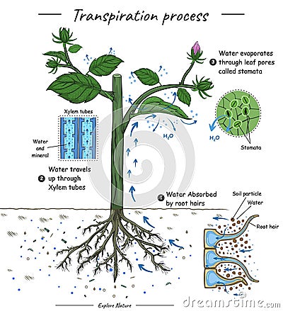 Transpiration process or plant cohesion Cartoon Illustration