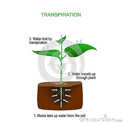 Transpiration is the process of water movement through a plan Vector Illustration