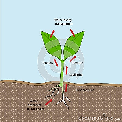 Transpiration Stock Photo