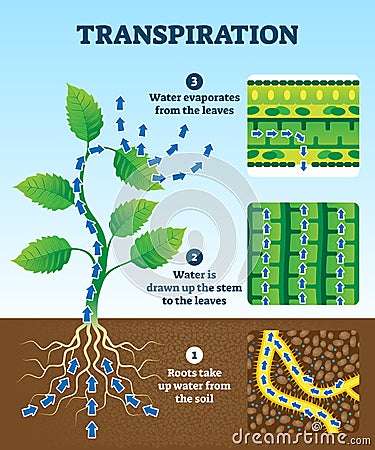 Transpiration vector illustration. Labeled educational plant water circulation Vector Illustration