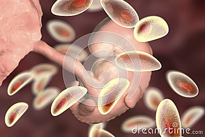 Transmission of Toxoplasma gondii parasites to fetus, medical concept Cartoon Illustration