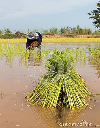 Transplant rice seedlings. Stock Photo