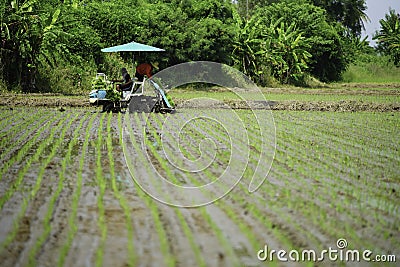 Transplant rice seedlings machine Editorial Stock Photo