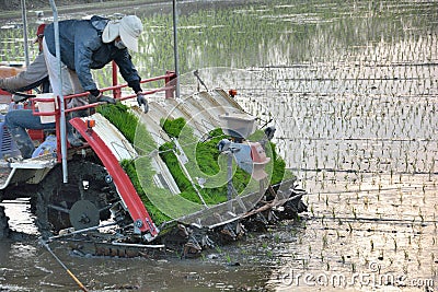 Transplant rice seedlings machine Editorial Stock Photo