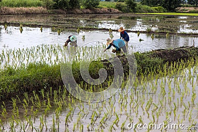Transplant rice seedlings. Editorial Stock Photo