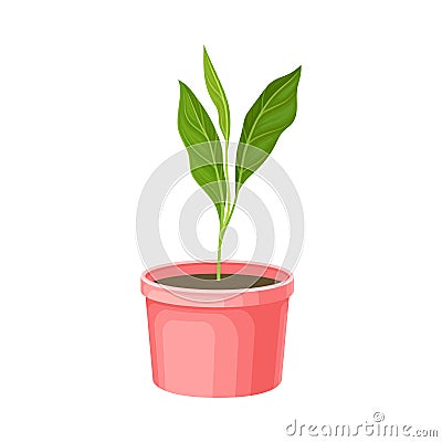 Transplant Seedling or Young Plant Growing in Plastic Pot Vector Illustration Vector Illustration