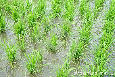 Transplanted rice fields Stock Photo