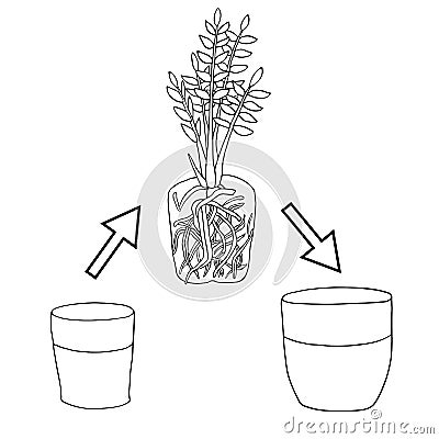 Transplanting flower from small pot to bigger pot. Vector instruction. Zamioculcas plant with roots and potting soil Vector Illustration