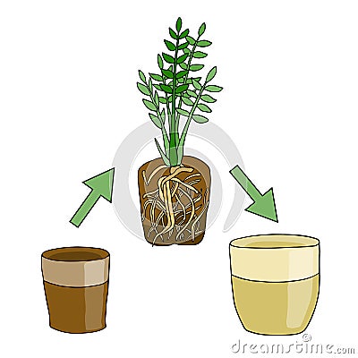 Transplanting flower from small pot to bigger pot. Vector instruction. Zamioculcas plant with roots and potting soil. Hand drawn Vector Illustration