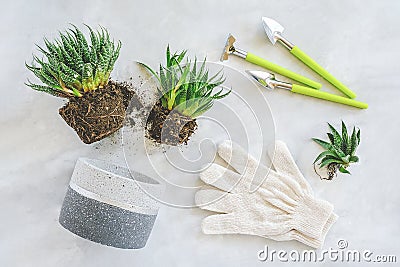 Transplanting indoor flowers and houseplant. Sprouts of green succulents, concrete pot, white gloves, rake and shovel tools on Stock Photo