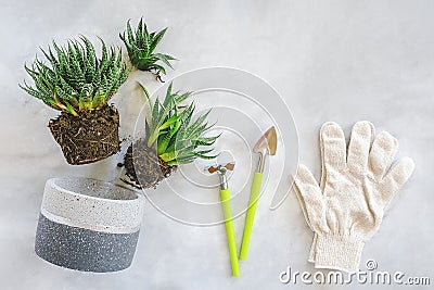 Transplanting indoor flowers and houseplant. Sprouts of succulents, concrete pot, white gloves, rake and shovel tools on marble Stock Photo