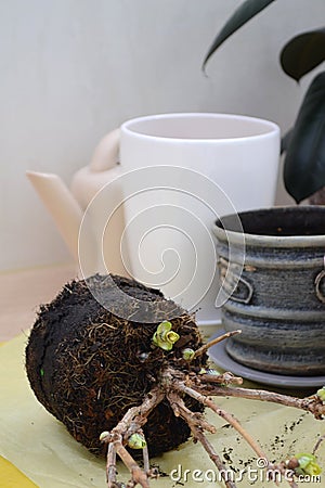 Transplanting indoor plants into other flowerpots Stock Photo