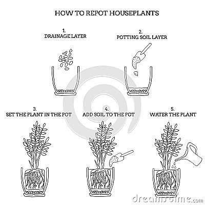 Transplanting potted flower steps. Vector instruction. How to repot a zamioculcas plant. Hand drawn black and white scheme Vector Illustration