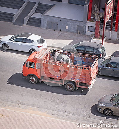 Transport of cow in the truck Stock Photo