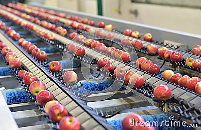 Transport of freshly harvested apples in a food factory for sale Stock Photo