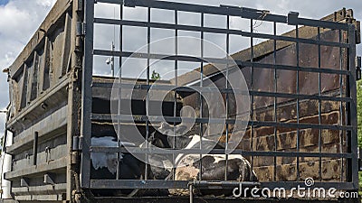 Transport of live animals in cattle truck. Livestock transport truck at the market or butchery. A truck deliver live cow Stock Photo