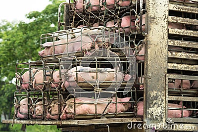 Transport pigs Stock Photo