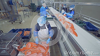 Transportierender Mechanismus verlagert Stücke Fische für die Verarbeitung Fischfabrik Transportierender Mechanismus verlagert Stücke Fische für die Verarbeitung Fischfabrik