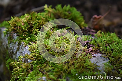 Transsylvanian moss in the woods Stock Photo