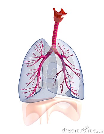 Transtarent human lungs anatomy. Stock Photo