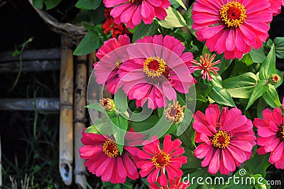 The Transvaal Daisy Stock Photo