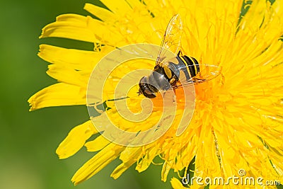 Transverse-banded Flower Fly - Eristalis transversa Stock Photo