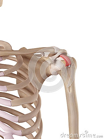 The transverse humeral ligament Cartoon Illustration