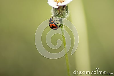 Transverse ladybird or transverse lady beetle Stock Photo