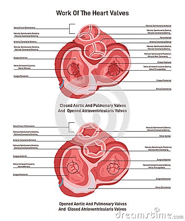 Transverse section of human heart. Heart aortic, pulmonary Vector Illustration