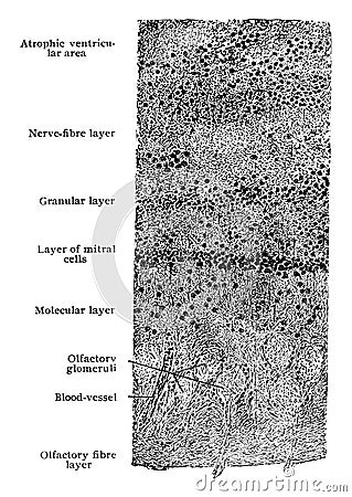 Transverse Section of Olfactory Bulb, vintage illustration Vector Illustration