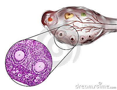 Transverse section of an ovary Cartoon Illustration