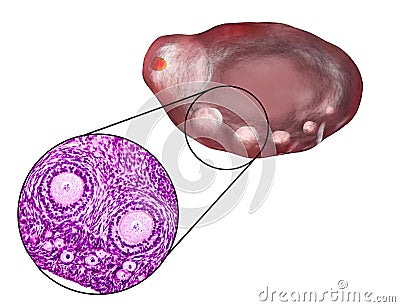 Transverse section of an ovary Cartoon Illustration