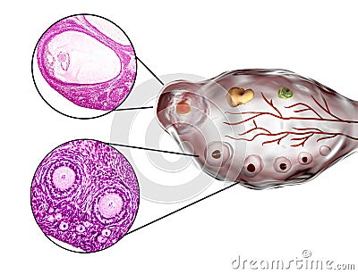 Transverse section of an ovary Cartoon Illustration