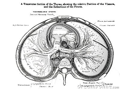 Transverse Section of Thorax, Viscera and Reflections of Pleura Stock Photo