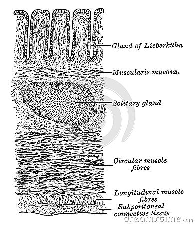 Transverse Section of the Wall of the Large Intestine, vintage illustration Vector Illustration