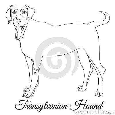 Transylvanian hound cartoon dog outline Vector Illustration