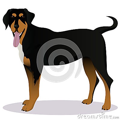 Transylvanian hound cartoon dog Vector Illustration