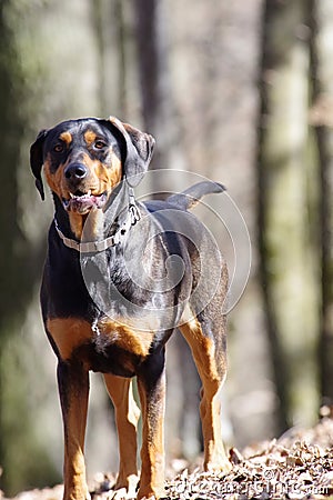 Transylvanian Hound Stock Photo