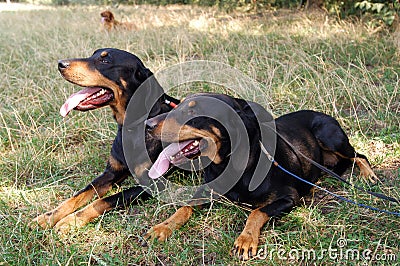 Transylvanian hound Stock Photo