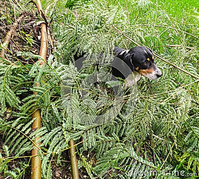 Transylvanian Hund Dog in Agreeculture Field Himachal Pradesh INdia Stock Photo